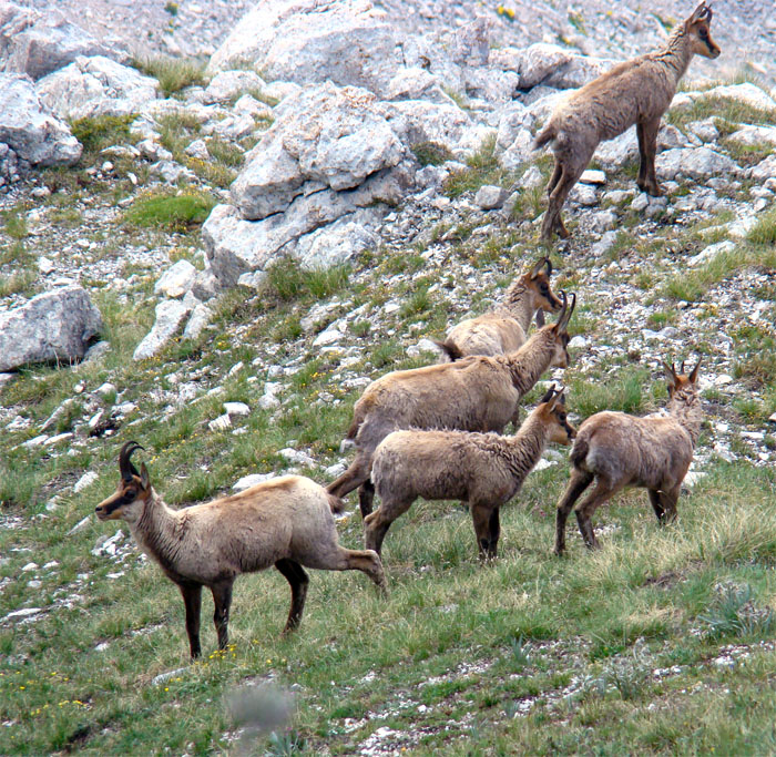 Camoscio d''Abruzzo Rupicapra pyrenaica ornata